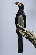 African Pied Hornbill