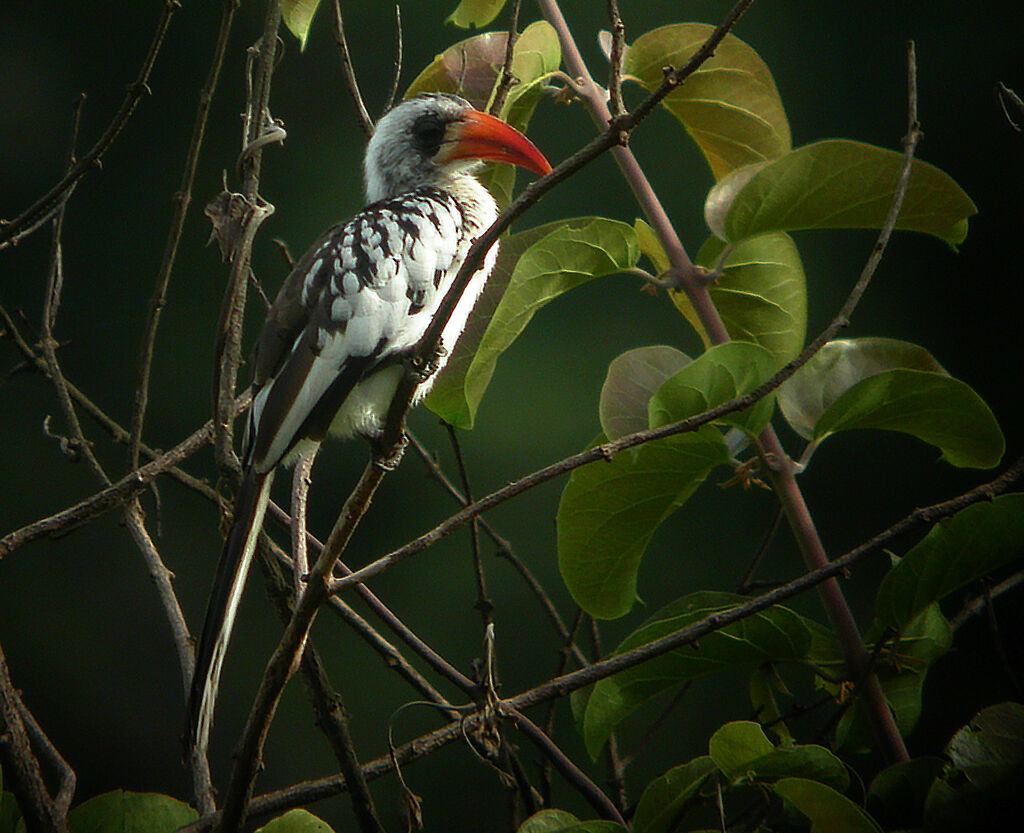 Western Red-billed Hornbill