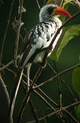 Western Red-billed Hornbill