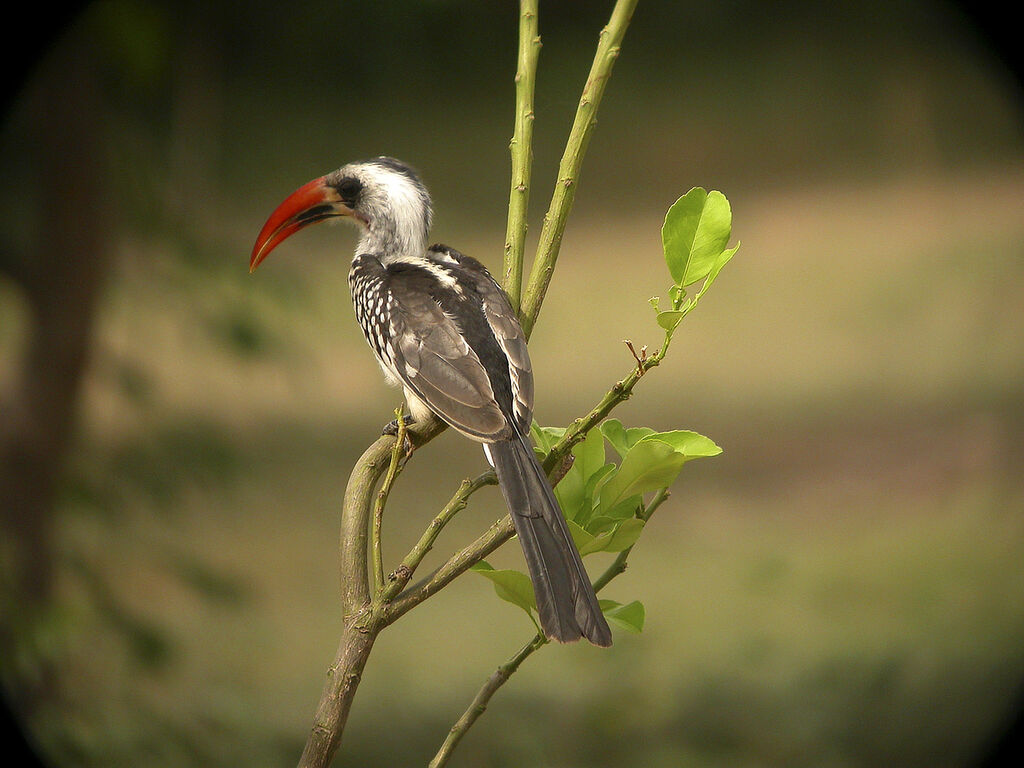 Western Red-billed Hornbill