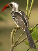 Western Red-billed Hornbill