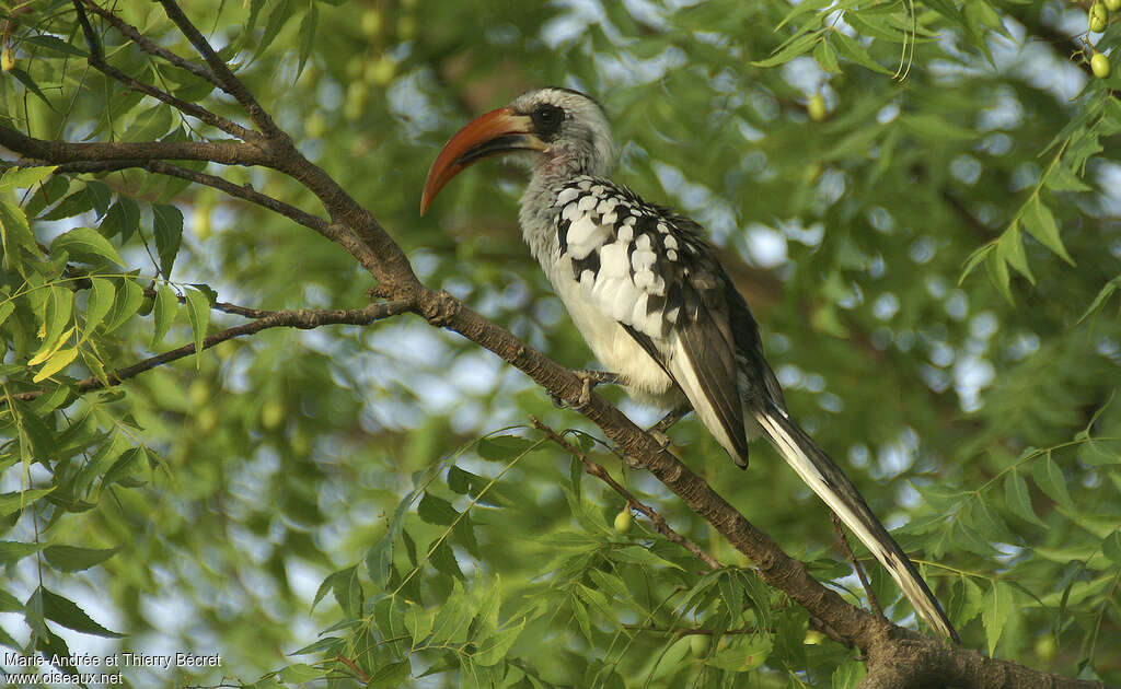 Western Red-billed Hornbilladult, habitat, pigmentation