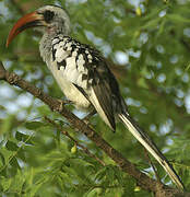 Western Red-billed Hornbill