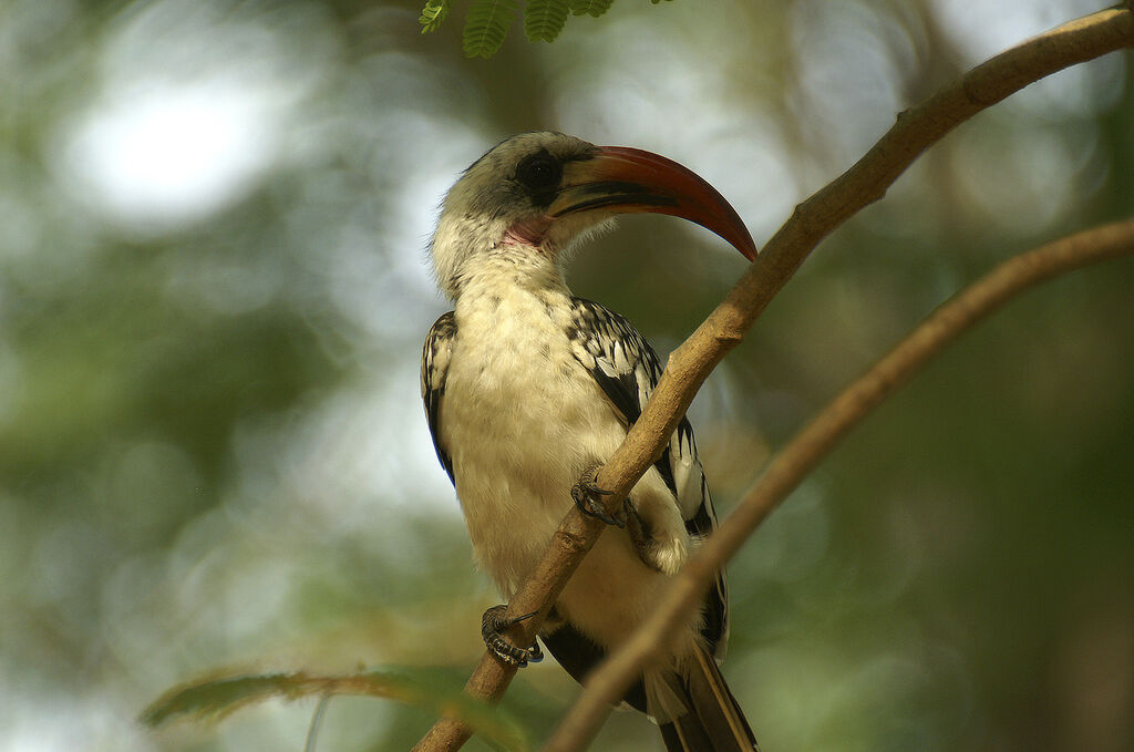 Western Red-billed Hornbill