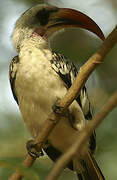 Western Red-billed Hornbill