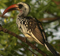 Western Red-billed Hornbill