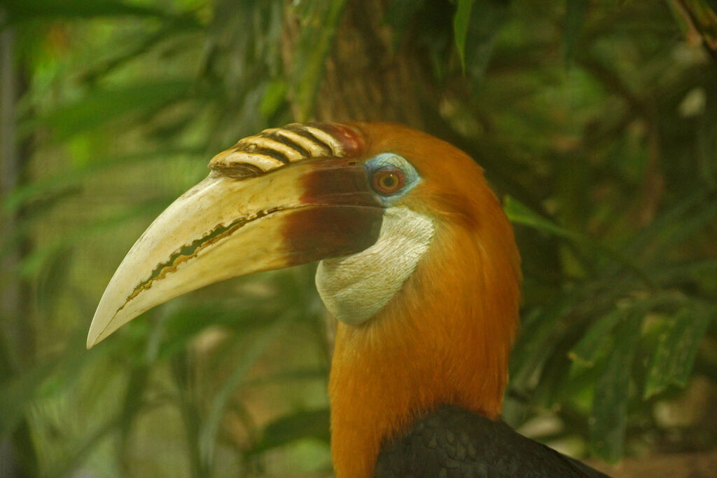 Blyth's Hornbill