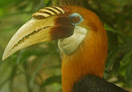 Blyth's Hornbill