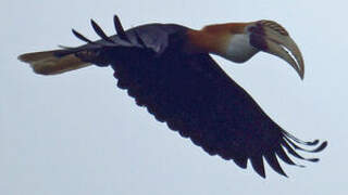 Blyth's Hornbill