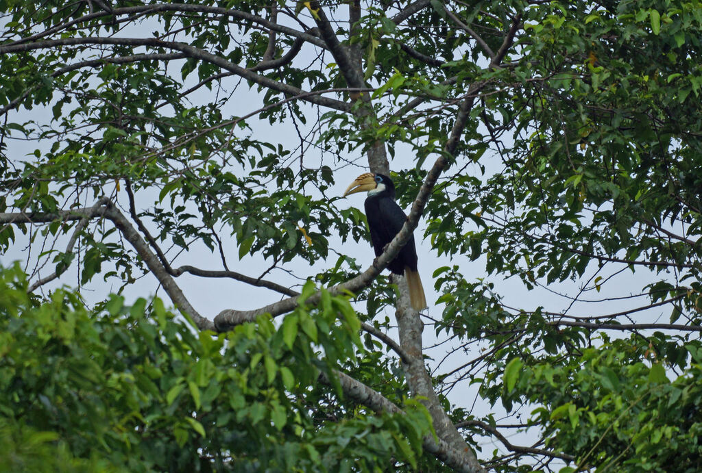 Blyth's Hornbill female