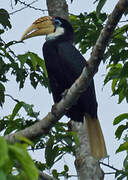 Blyth's Hornbill