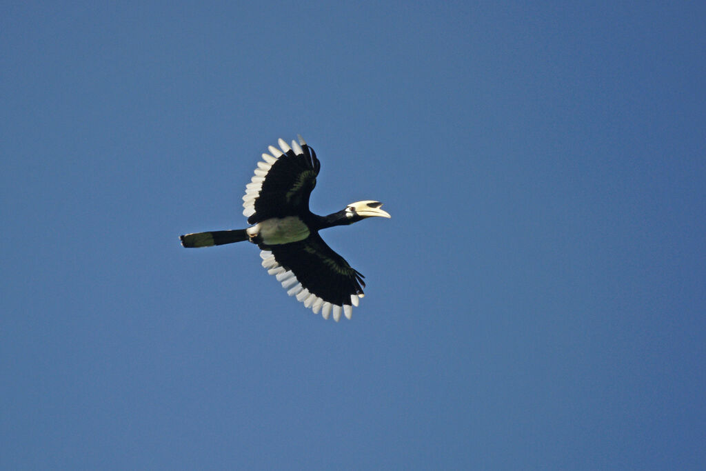 Oriental Pied Hornbill