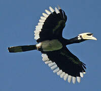 Oriental Pied Hornbill