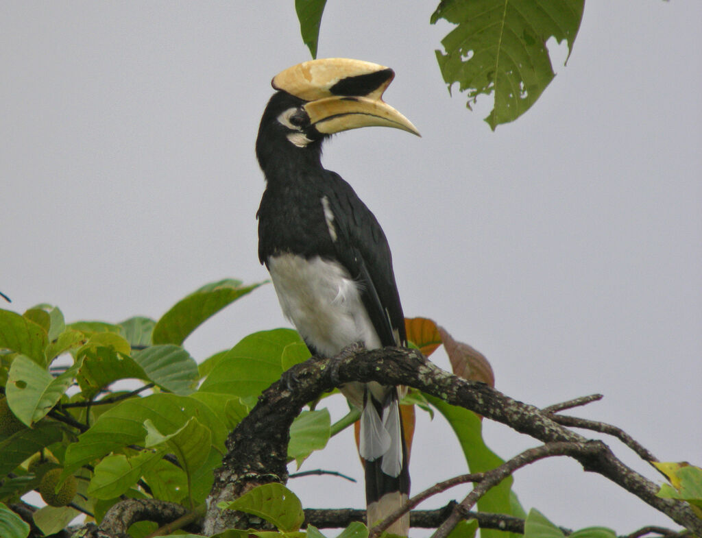 Oriental Pied Hornbill