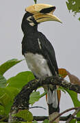 Oriental Pied Hornbill