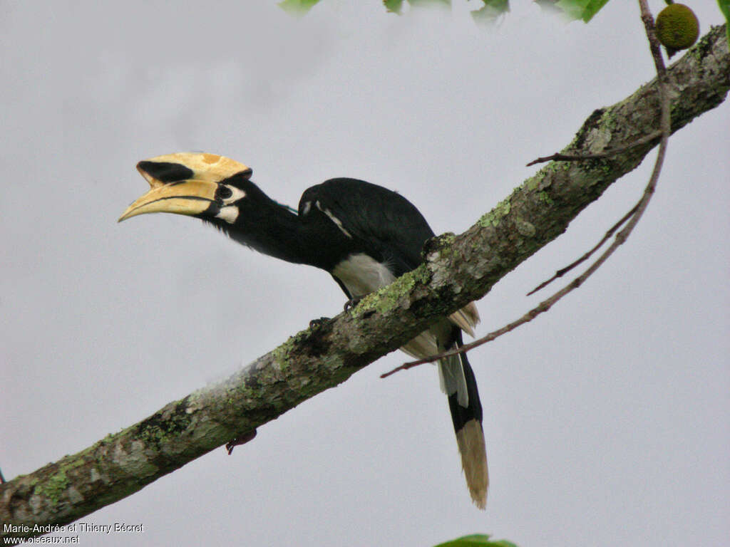 Oriental Pied Hornbill male adult, identification