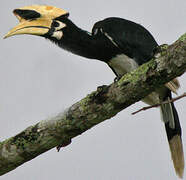 Oriental Pied Hornbill