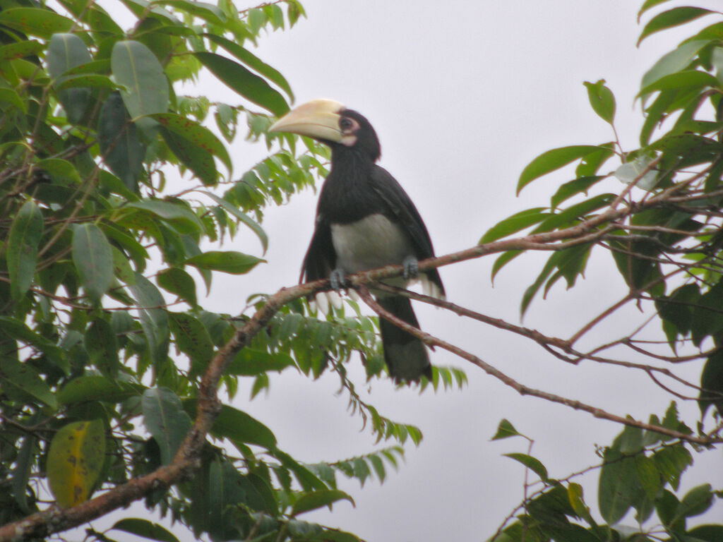 Oriental Pied Hornbilljuvenile