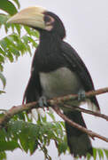 Oriental Pied Hornbill