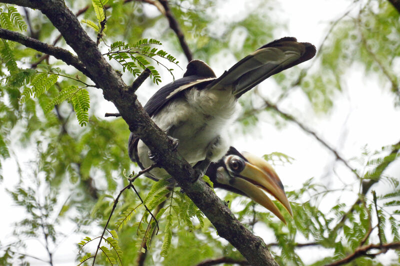 Oriental Pied Hornbilljuvenile