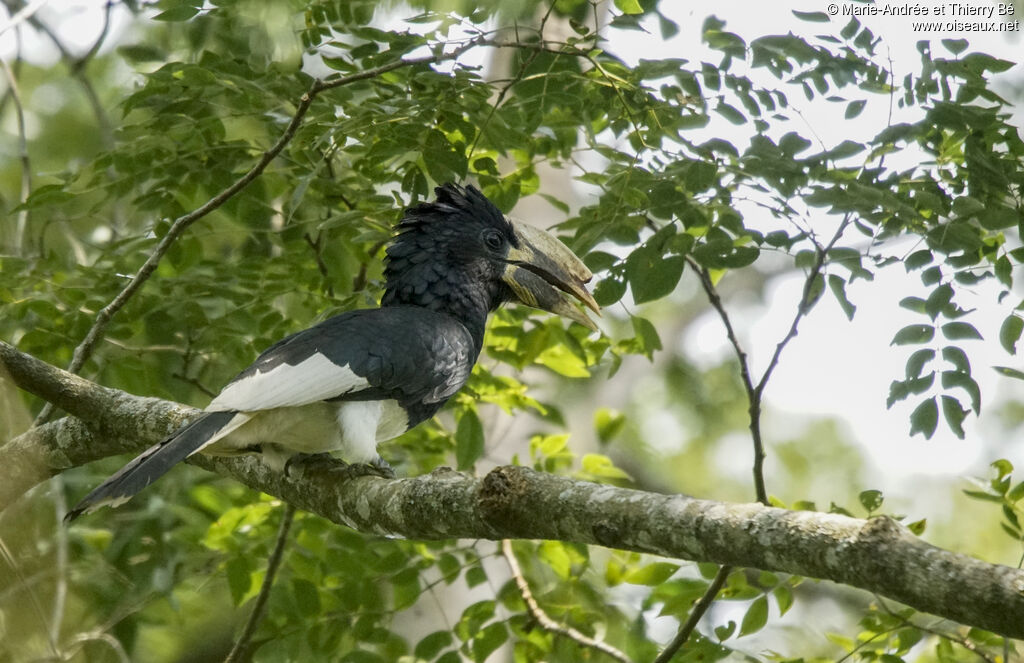 Piping Hornbill