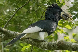 Piping Hornbill