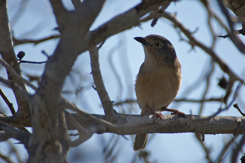 Red-shouldered Vanga female