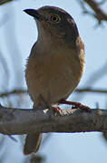 Red-shouldered Vanga