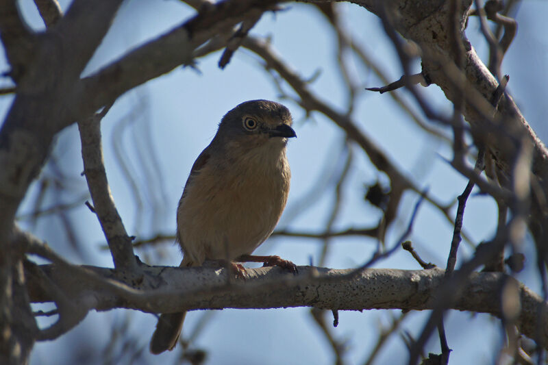 Red-shouldered Vanga female