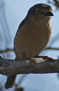 Red-shouldered Vanga