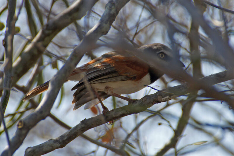 Red-shouldered Vanga male