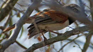 Red-shouldered Vanga