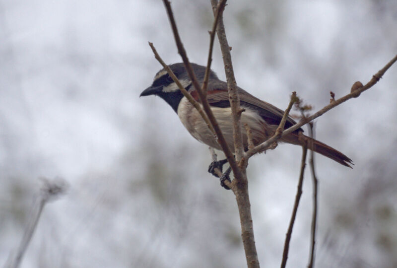 Red-tailed Vanga