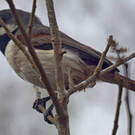 Calicalic malgache