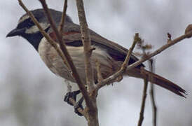 Red-tailed Vanga