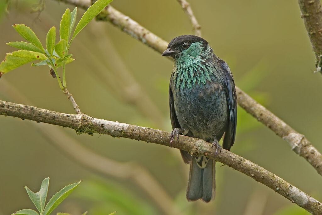 Black-capped Tanager male