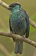 Black-capped Tanager