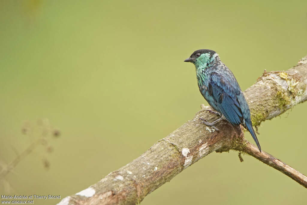 Black-capped Tanager male adult, identification