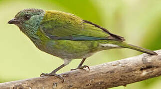 Black-capped Tanager