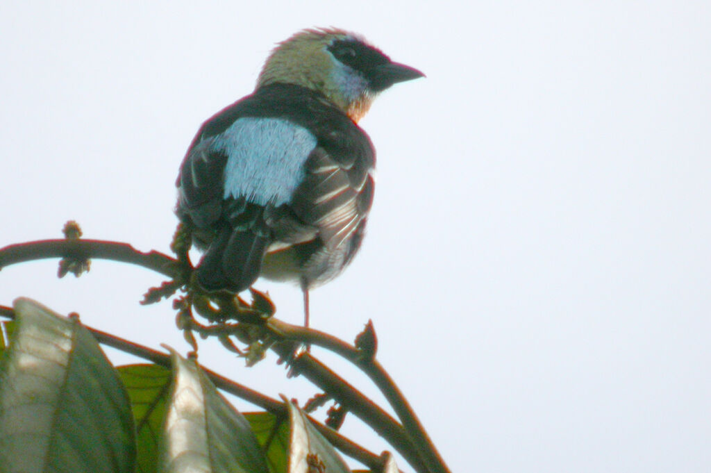 Golden-hooded Tanager