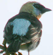 Golden-hooded Tanager