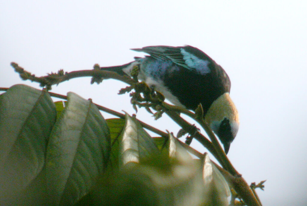 Golden-hooded Tanager