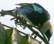 Golden-hooded Tanager