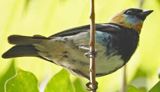 Golden-hooded Tanager