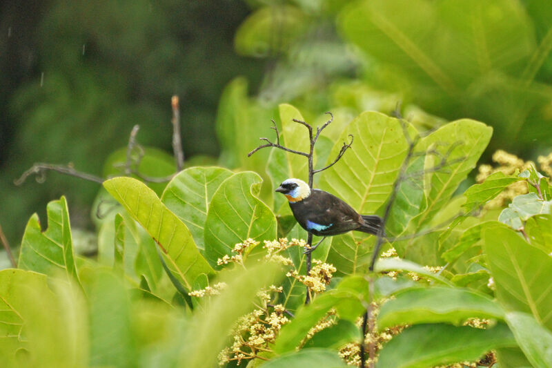 Golden-hooded Tanager