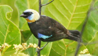 Golden-hooded Tanager