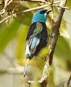 Blue-necked Tanager