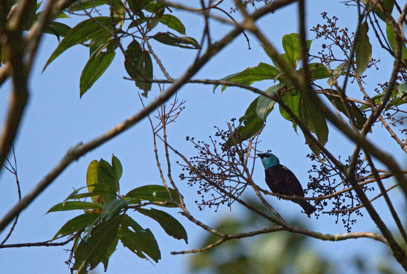 Blue-necked Tanager