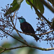 Blue-necked Tanager