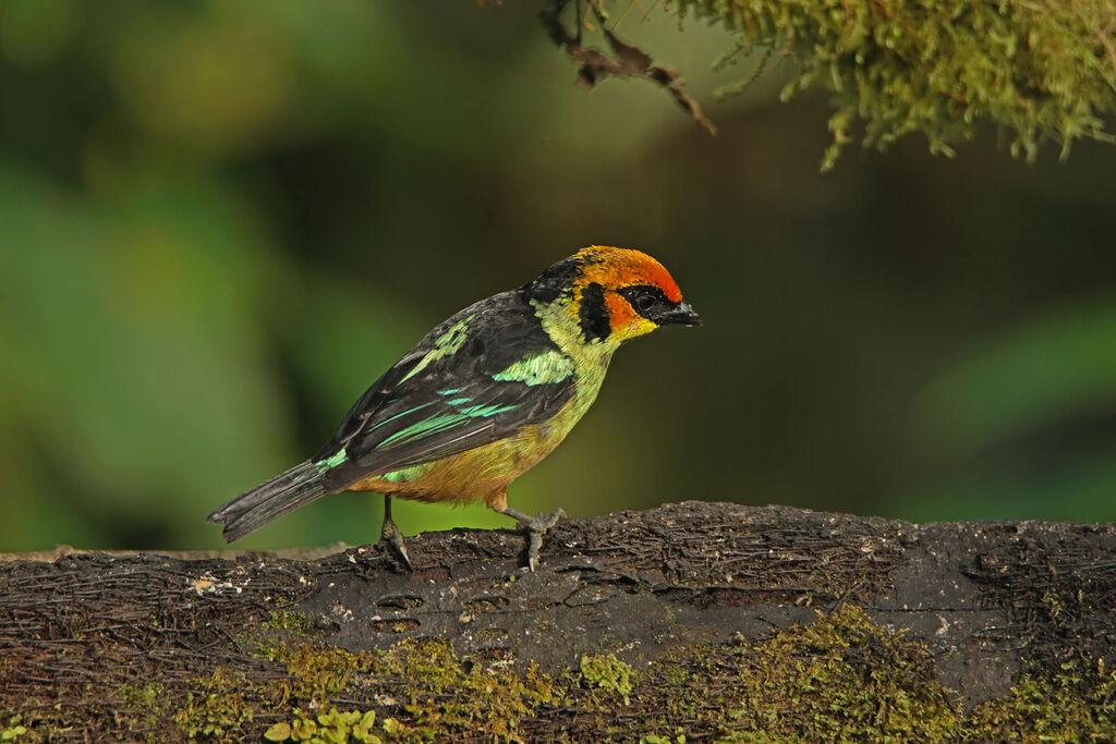 Flame-faced Tanager